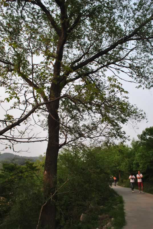 �����{��Ӽo��